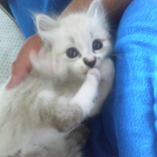 チャコールグレーのかわいこちゃんですｗ