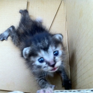 里親募集（急）