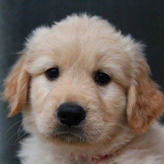 里親様が決まりました。