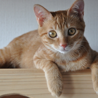 ちゃとらの男の子