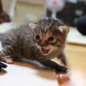 生後3週間の赤ちゃん猫