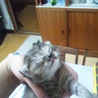 生後3週間の赤ちゃん猫 サムネイル2