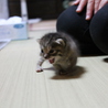 生後3週間の赤ちゃん猫 サムネイル3