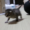 生後3週間の赤ちゃん猫 サムネイル4