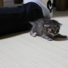 生後3週間の赤ちゃん猫 サムネイル5