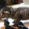 生後3週間の赤ちゃん猫 サムネイル6