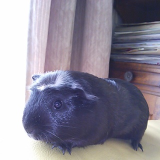 ありがとうございました