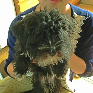 シュナウザーとシーズーのmixです