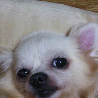 クリームチワワの女の子募集中！