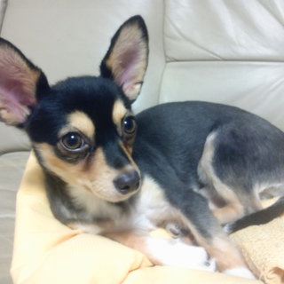 ハッピーちゃん! 里親探しています。