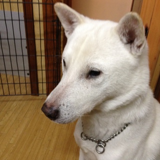 こじろーの里親さんを募集しています