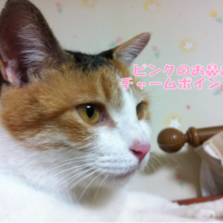 美人できれい好きな三毛猫☆