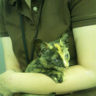 生後1.5カ月☆人が大好きな子です