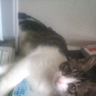 生後三カ月の「トラ」です