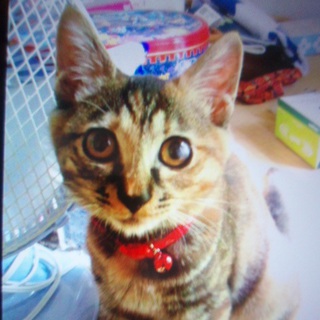 【里親さん急募！】キジトラの猫ちゃん♀