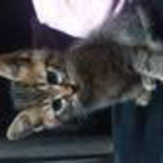 子猫(キジ柄)の里親募集です。