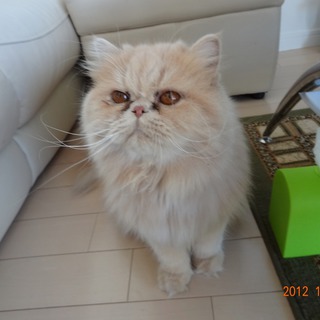 とても穏やかなネコチャンです。