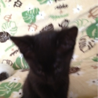 里親募集です。生後1カ月半です。２匹います。