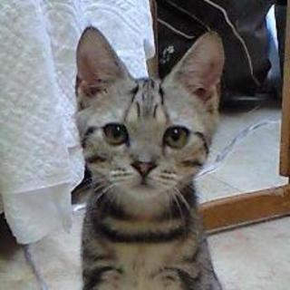 多頭飼育困難のため、里親募集