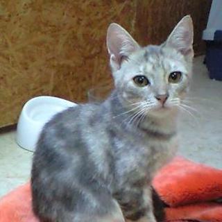 多頭飼育困難のため、里親募集します