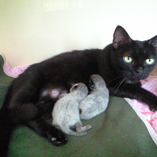 母子ともに決まりました！ありがとうございます。