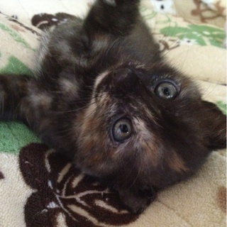 １カ月半の子猫です