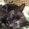 １カ月半の子猫です サムネイル2