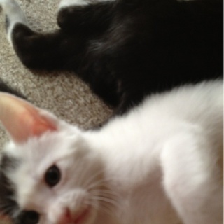 1カ月半の子猫です