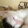 1カ月半の子猫です サムネイル3