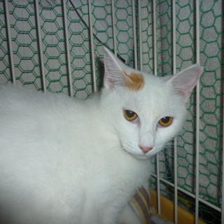 頑張った三毛ちゃんの里親さん募集！