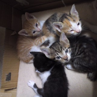 ４匹の里親さんが決まりました！！