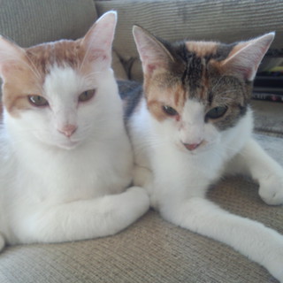 仲良し２匹の飼い主さん募集中です(=^・・^=)