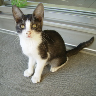 生後2ヶ月くらいです