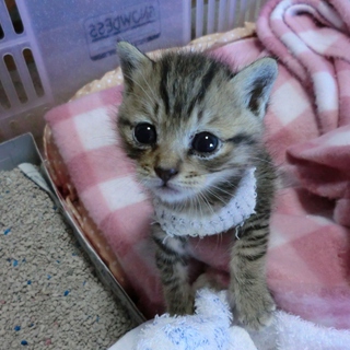 長崎　里親様募集中です♪