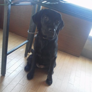 黒ラブの１歳女の子☆