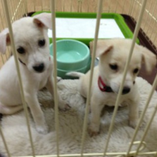 子犬女の子1匹　里親募集