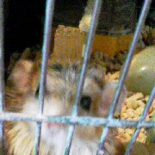 マカロニマウス  お蔭様で里親さん決まりました！