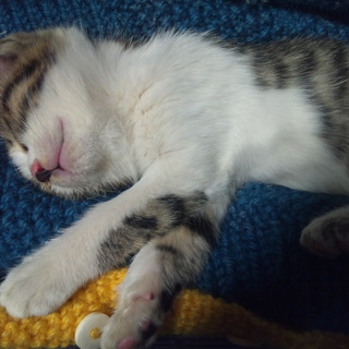 お母さん募集中です(*^^*)