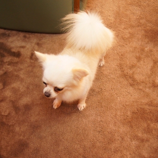 クリームの可愛い女の子