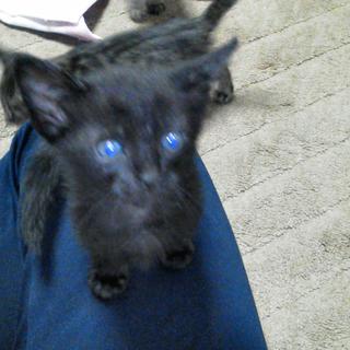 ありがとうございました。