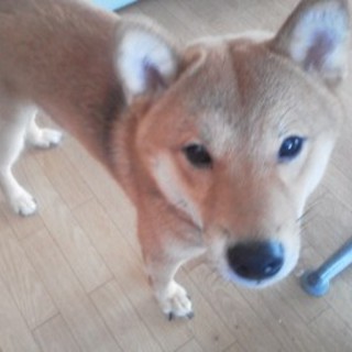 柴犬男の子里親募集中