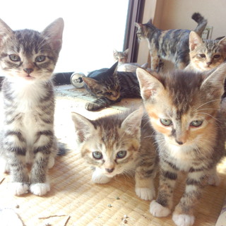 子猫４匹☆