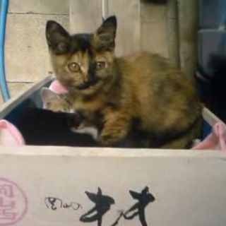 迷子の子猫　オレンジ黒混じり　メス　1ヶ月～2ヶ月?(仮名　とらまめ)　の里親さまを探しています。