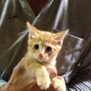 里親が見つかりました。