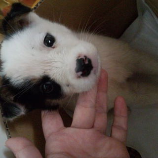 ☆つぶらな瞳・可愛く・おとなしく温和な♀子犬です