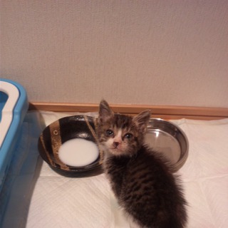 子猫の里親募集です＊