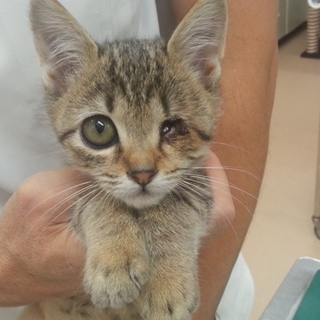 片目が見えませんが元気いっぱい