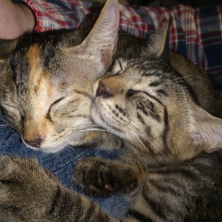 オス4匹・メス1匹の仔猫達の里親を募集中です。