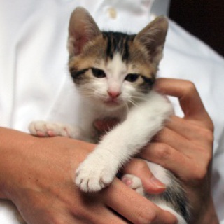 すみれちゃんの里親さん募集中