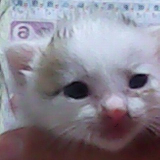 至急里親募集!!!